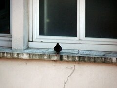 Columba livia domestica