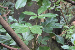 Pseudopanax laetus