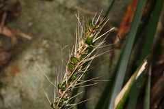 Lomandra spicata