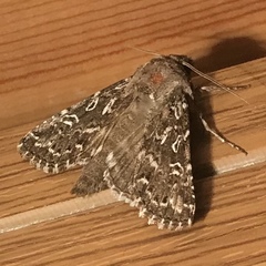 Calamia decipiens