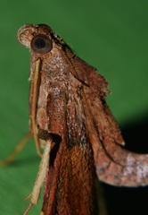 Endotricha dispergens