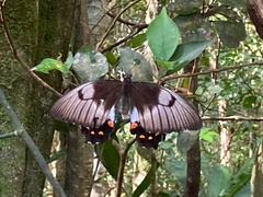 Papilio aegeus aegeus