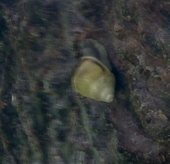 Amphidromus perversus