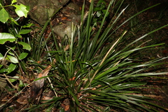 Lomandra spicata