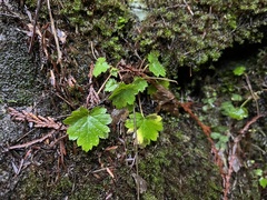 Boykinia occidentalis