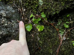 Boykinia occidentalis