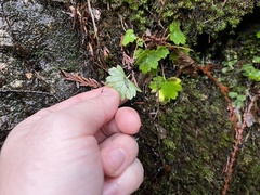 Boykinia occidentalis