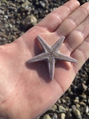 Astropecten armatus