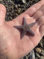 Astropecten armatus