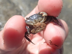 Hemigrapsus crenulatus