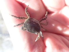 Hemigrapsus crenulatus