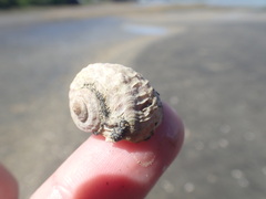 Amphibola crenata