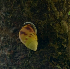 Amphidromus perversus