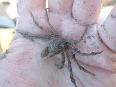 Pyromaia tuberculata