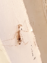 Stenolemus fraterculus