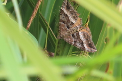 Hydriomena deltoidata