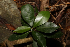 Acronychia pauciflora