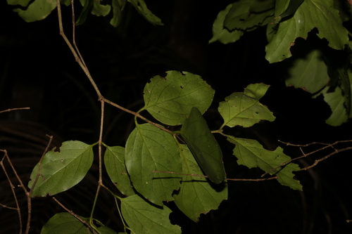 Image of Psydrax lamprophyllus by (c) Greg Tasney, some rights reserved (CC BY-SA)