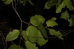 Psydrax lamprophylla