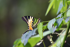 Graphium antiphates
