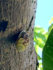 Amphidromus perversus