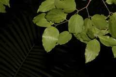 Psydrax lamprophylla