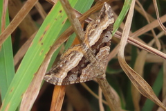 Hydriomena deltoidata