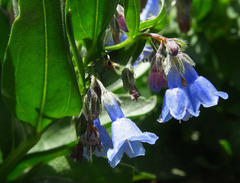 Mertensia