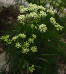 Ligusticum tenuifolium