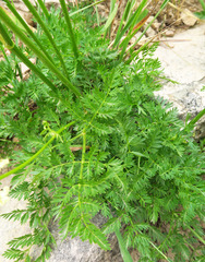 Ligusticum tenuifolium