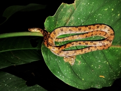 Leptodeira