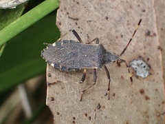Gelonus tasmanicus