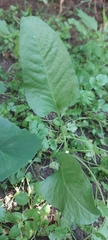 Rumex spinosus