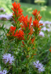 Castilleja applegatei viscida