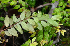 Uromyrtus artensis