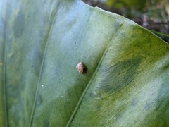 Aegista