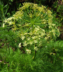 Ligusticum filicinum