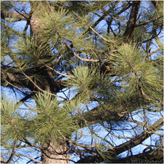 Pinus coulteri