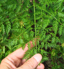 Ligusticum filicinum