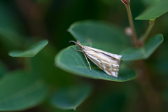 Hednota pleniferellus