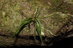 Sarcochilus ceciliae