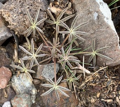 Lupinus sparsiflorus