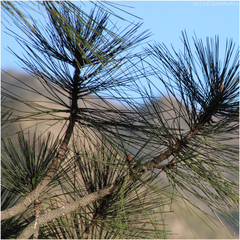 Pinus coulteri