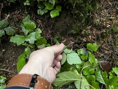 Tiarella trifoliata trifoliata