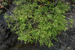 Uromyrtus artensis