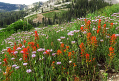 Castilleja applegatei viscida