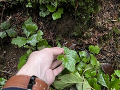 Tiarella trifoliata trifoliata