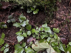 Tiarella trifoliata trifoliata