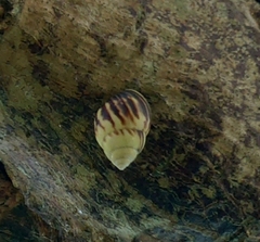 Amphidromus perversus