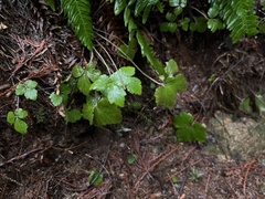 Tiarella trifoliata trifoliata